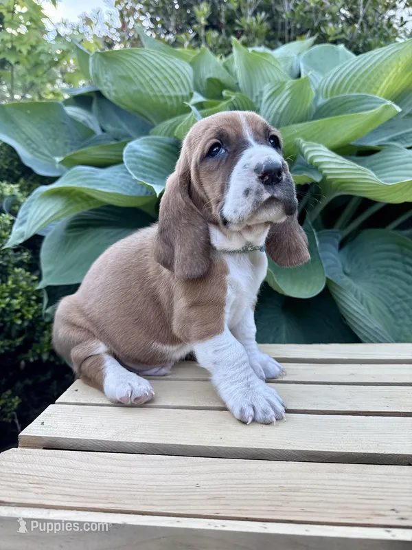Barney CKC – Basset Hound puppy for sale in Murphy, NC