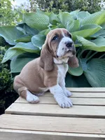 Barney CKC, a male Basset Hound for sale in Murphy, NC – Photo 1 of 6