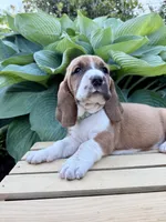 Barney CKC, a male Basset Hound for sale in Murphy, NC – Photo 3 of 6
