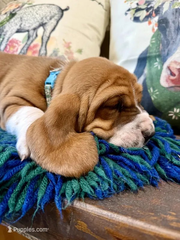 Barney Rubble CKC – Basset Hound puppy on hold in Murphy, NC