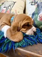 Barney Rubble CKC, a male Basset Hound for sale in Murphy, NC – 1 of 10
