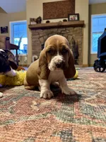 Barney CKC, a male Basset Hound for sale in Murphy, NC – Photo 5 of 6