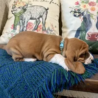Barney Rubble CKC, a male Basset Hound for sale in Murphy, NC – 2 of 10