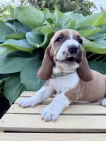 Barney CKC, a male Basset Hound for sale in Murphy, NC – Photo 2 of 6