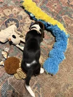 Wilma CKC, a female Basset Hound for sale in Murphy, NC – Photo 8 of 10