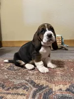 Wilma CKC, a female Basset Hound for sale in Murphy, NC – Photo 9 of 10