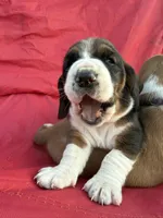 Wilma, a female Basset Hound for sale in Murphy, NC – Photo 2 of 6