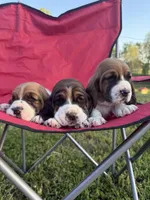 Wilma, a female Basset Hound for sale in Murphy, NC – Photo 5 of 6