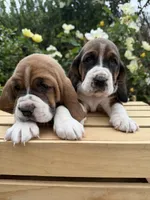 Wilma, a female Basset Hound for sale in Murphy, NC – Photo 4 of 6