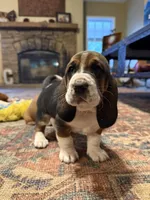 Wilma CKC, a female Basset Hound for sale in Murphy, NC – Photo 7 of 10