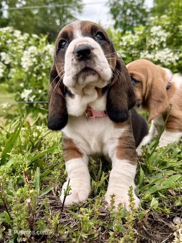 Wilma – Basset Hound puppy for sale in Murphy, NC