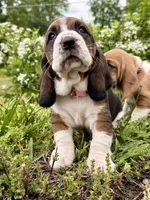 Wilma, a female Basset Hound for sale in Murphy, NC – Photo 1 of 6