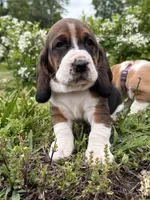 Wilma, a female Basset Hound for sale in Murphy, NC – Photo 6 of 6