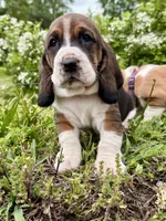 Wilma, a female Basset Hound for sale in Murphy, NC – Photo 3 of 6