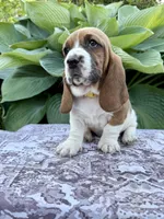 Pearl CKC, a female Basset Hound for sale in Murphy, NC – Photo 2 of 6