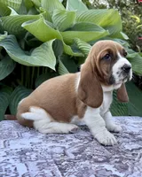 Pearl CKC, a female Basset Hound for sale in Murphy, NC – Photo 5 of 6