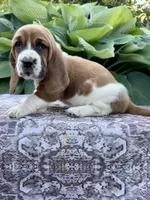 Pearl CKC, a female Basset Hound for sale in Murphy, NC – Photo 6 of 6