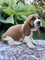 Pearl CKC, a female Basset Hound for sale in Murphy, NC – Photo 4 of 6