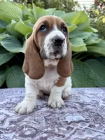 Pearl CKC, a female Basset Hound for sale in Murphy, NC – Photo 3 of 6