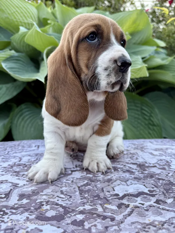 Pearl CKC – Basset Hound puppy for sale in Murphy, NC