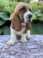 Pearl CKC, a female Basset Hound for sale in Murphy, NC – Photo 1 of 6