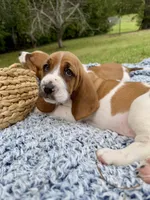 CKC part Euro Olivia, a female Basset Hound for sale in Murphy, NC – Photo 8 of 10
