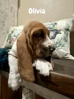 CKC part Euro Olivia, a female Basset Hound for sale in Murphy, NC – Photo 5 of 10