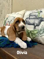 CKC part Euro Olivia, a female Basset Hound for sale in Murphy, NC – Photo 7 of 10