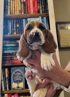 CKC part Euro Olivia, a female Basset Hound for sale in Murphy, NC – Photo 9 of 10
