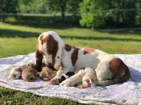 CKC part Euro Olivia, a female Basset Hound for sale in Murphy, NC – Photo 10 of 10