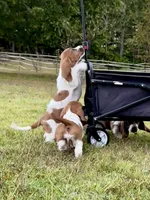 CKC part Euro Olivia, a female Basset Hound for sale in Murphy, NC – Photo 3 of 10