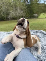 CKC part Euro Olivia, a female Basset Hound for sale in Murphy, NC – Photo 6 of 10