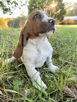 CKC part Euro Olivia, a female Basset Hound for sale in Murphy, NC – Photo 1 of 10
