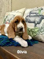 CKC part Euro Olivia, a female Basset Hound for sale in Murphy, NC – Photo 2 of 10