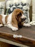 CKC part Euro Olivia, a female Basset Hound for sale in Murphy, NC – Photo 4 of 10