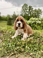 Roxy, a female Basset Hound for sale in Murphy, NC – Photo 2 of 6