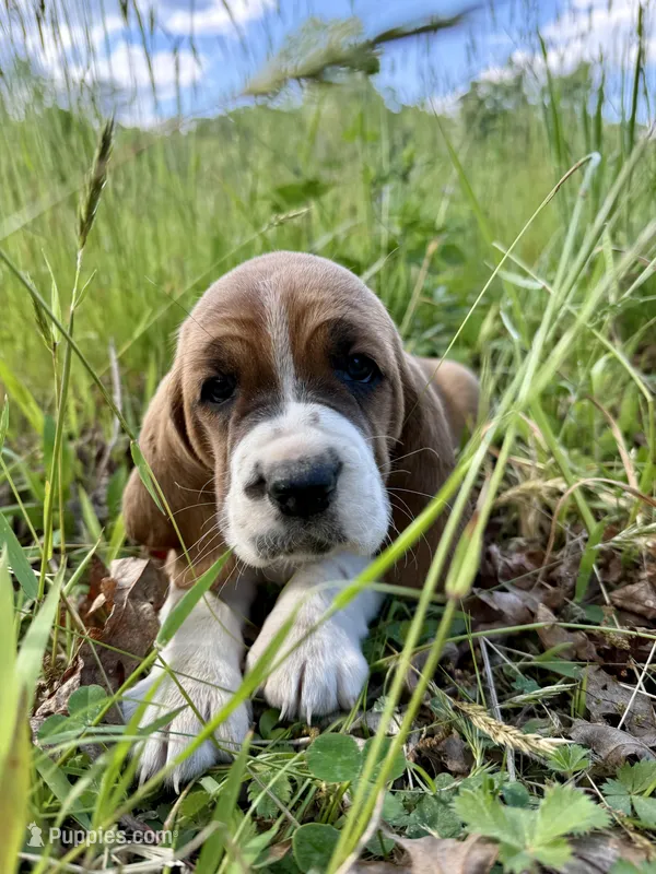 Roxy CKC – Basset Hound puppy for sale in Murphy, NC