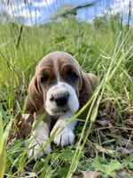 Roxy CKC, a female Basset Hound for sale in Murphy, NC – Photo 1 of 8