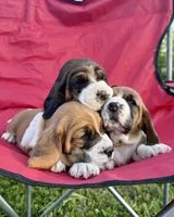 Roxy, a female Basset Hound for sale in Murphy, NC – Photo 4 of 6