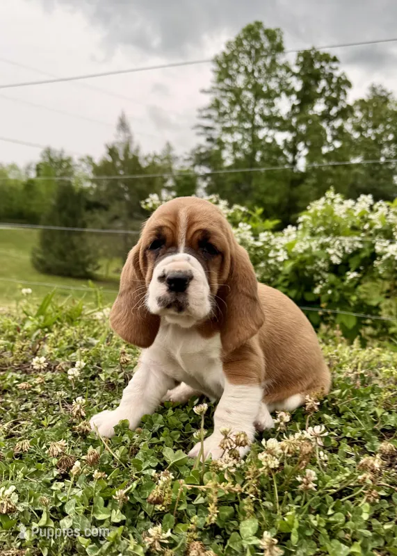 Roxy – Basset Hound puppy for sale in Murphy, NC