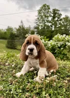 Roxy, a female Basset Hound for sale in Murphy, NC – Photo 1 of 6