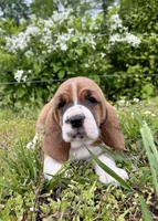 Roxy, a female Basset Hound for sale in Murphy, NC – Photo 3 of 6