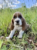 Roxy CKC, a female Basset Hound for sale in Murphy, NC – Photo 2 of 8