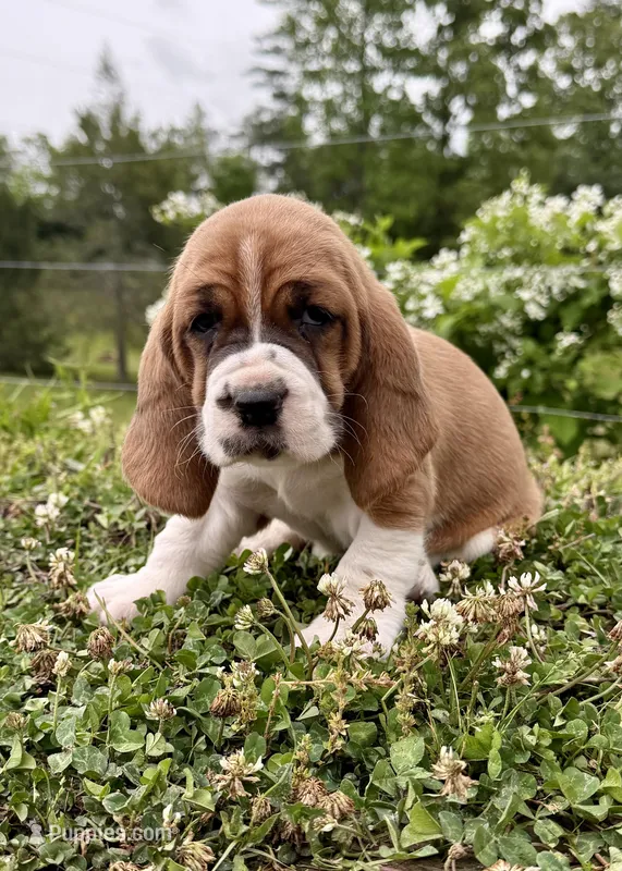 Roxy CKC – Basset Hound puppy on hold in Murphy, NC