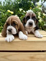 Roxy, a female Basset Hound for sale in Murphy, NC – Photo 6 of 6