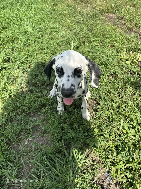Lucky – Dalmatian puppy for sale in Vincennes, IN