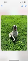 Loki, a male Dalmatian for sale in Vincennes, IN – 5 of 8