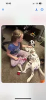 Loki, a male Dalmatian for sale in Vincennes, IN – 2 of 8