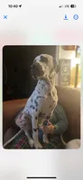 Loki, a male Dalmatian for sale in Vincennes, IN – 6 of 8