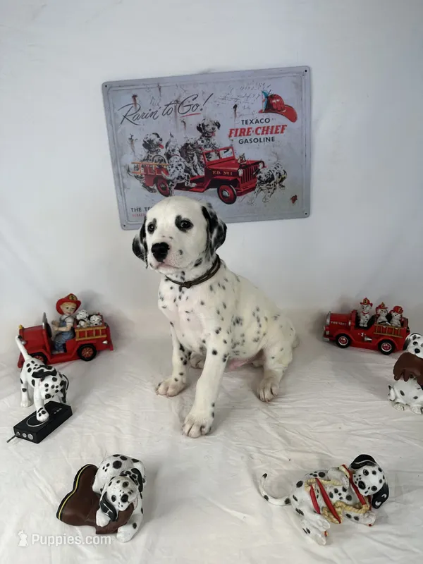 Pooh – Dalmatian puppy for sale in Vincennes, IN